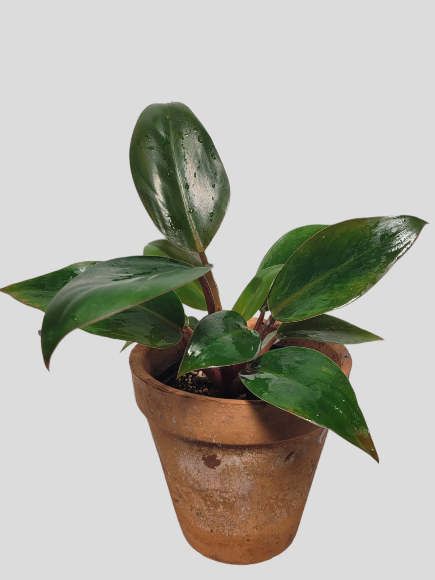 Philodendron red congo