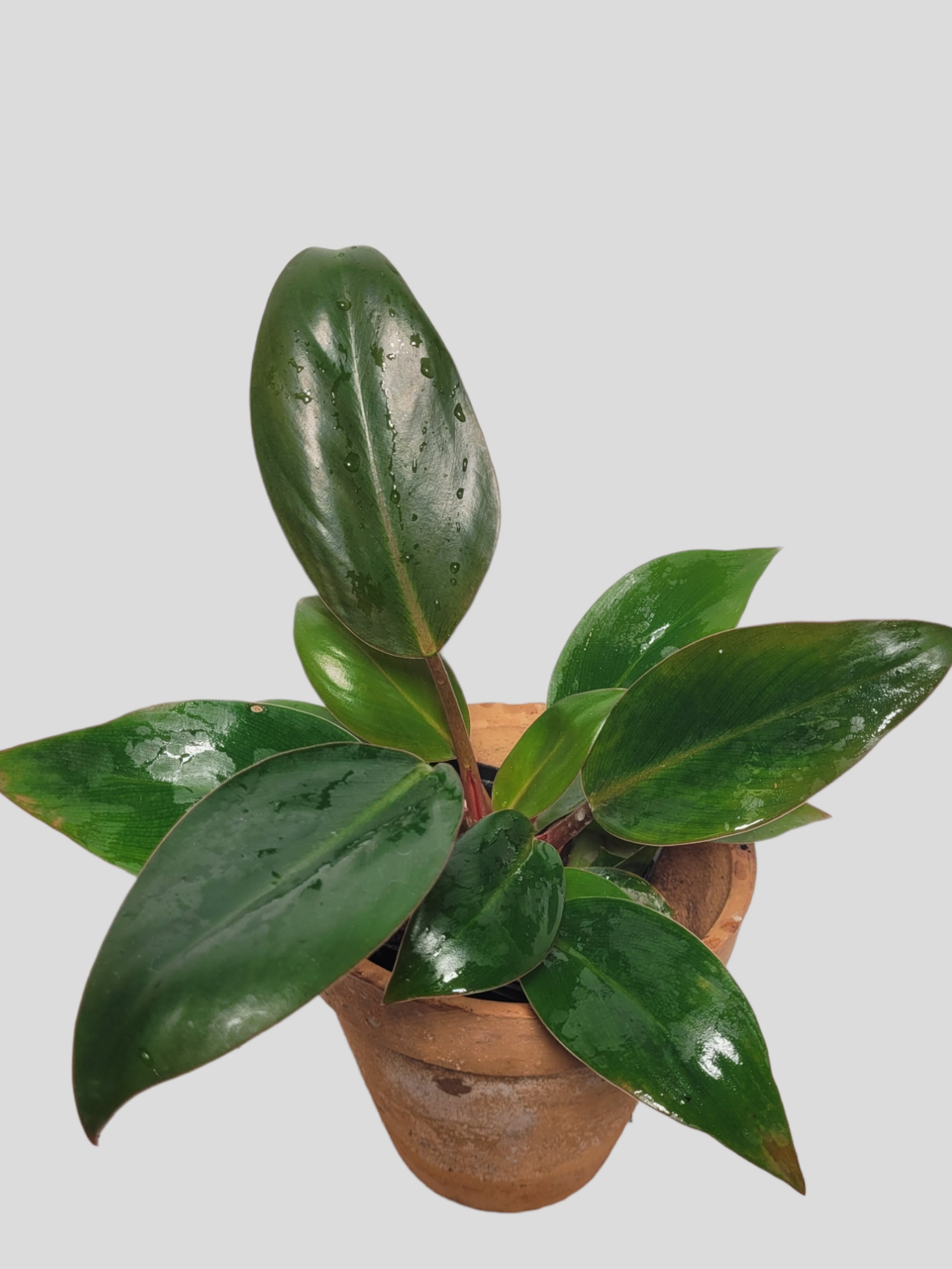 Philodendron red congo