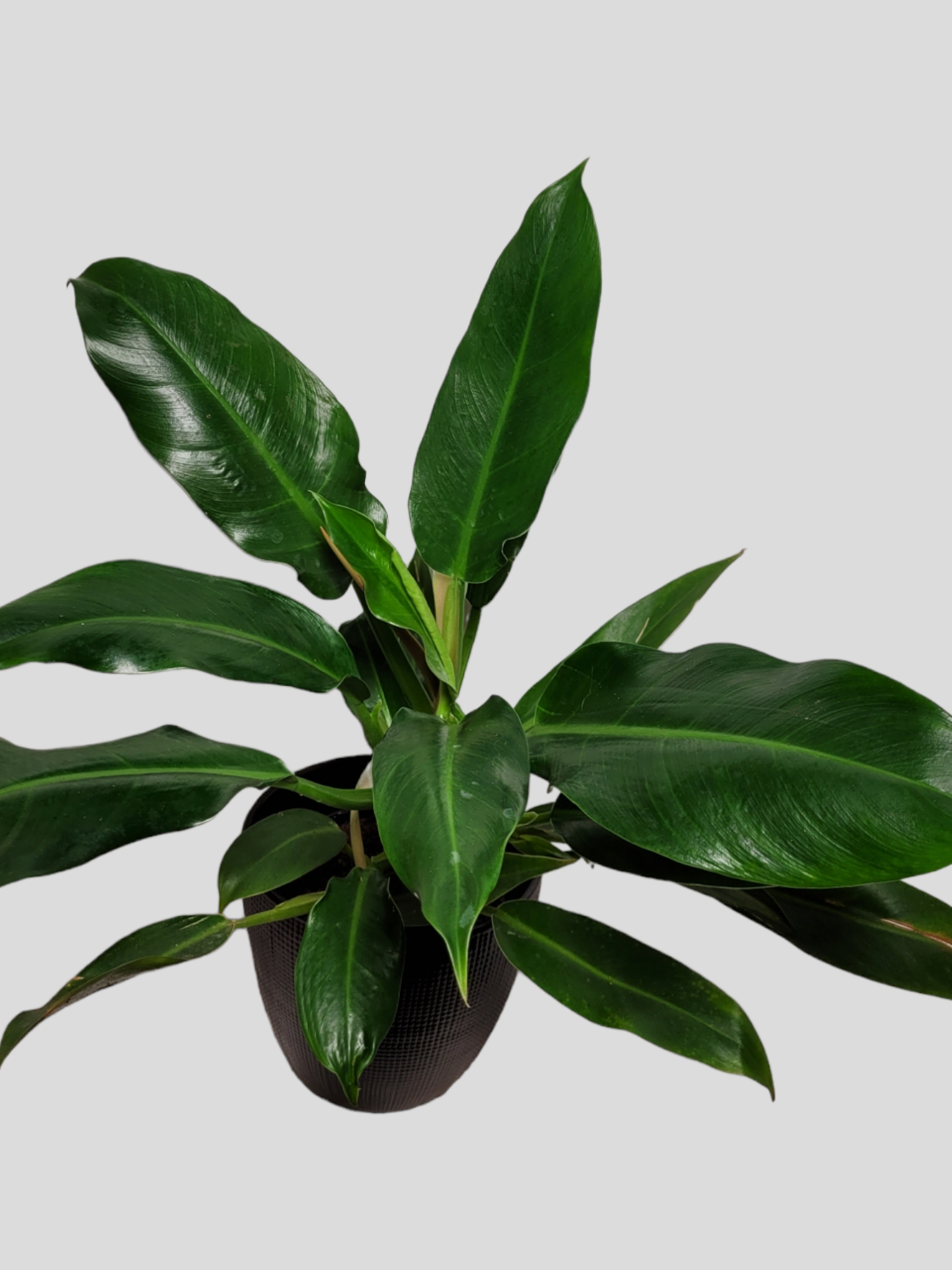 Philodendron Wendlandii