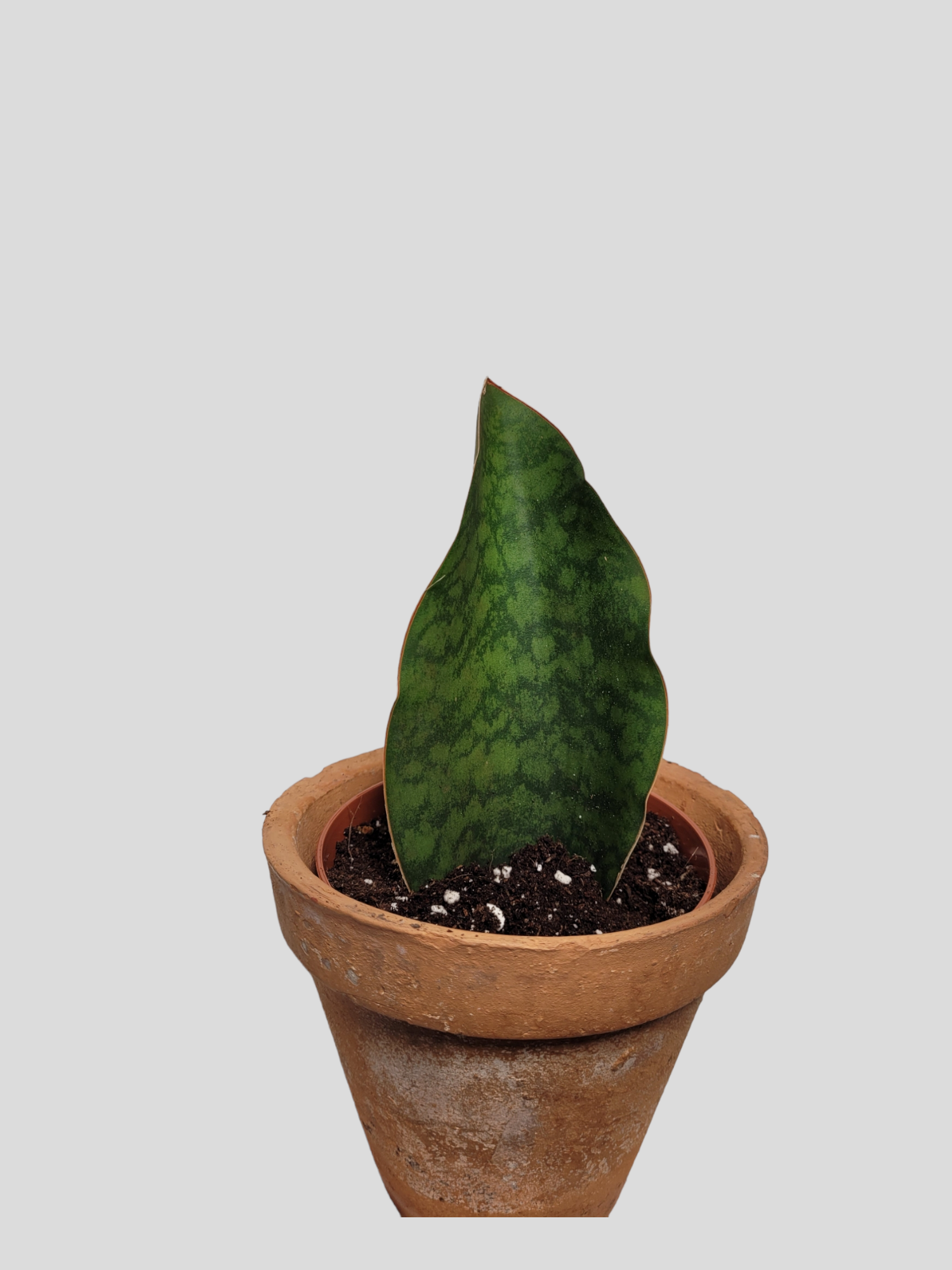 ​​​​Sansevieria masoniana