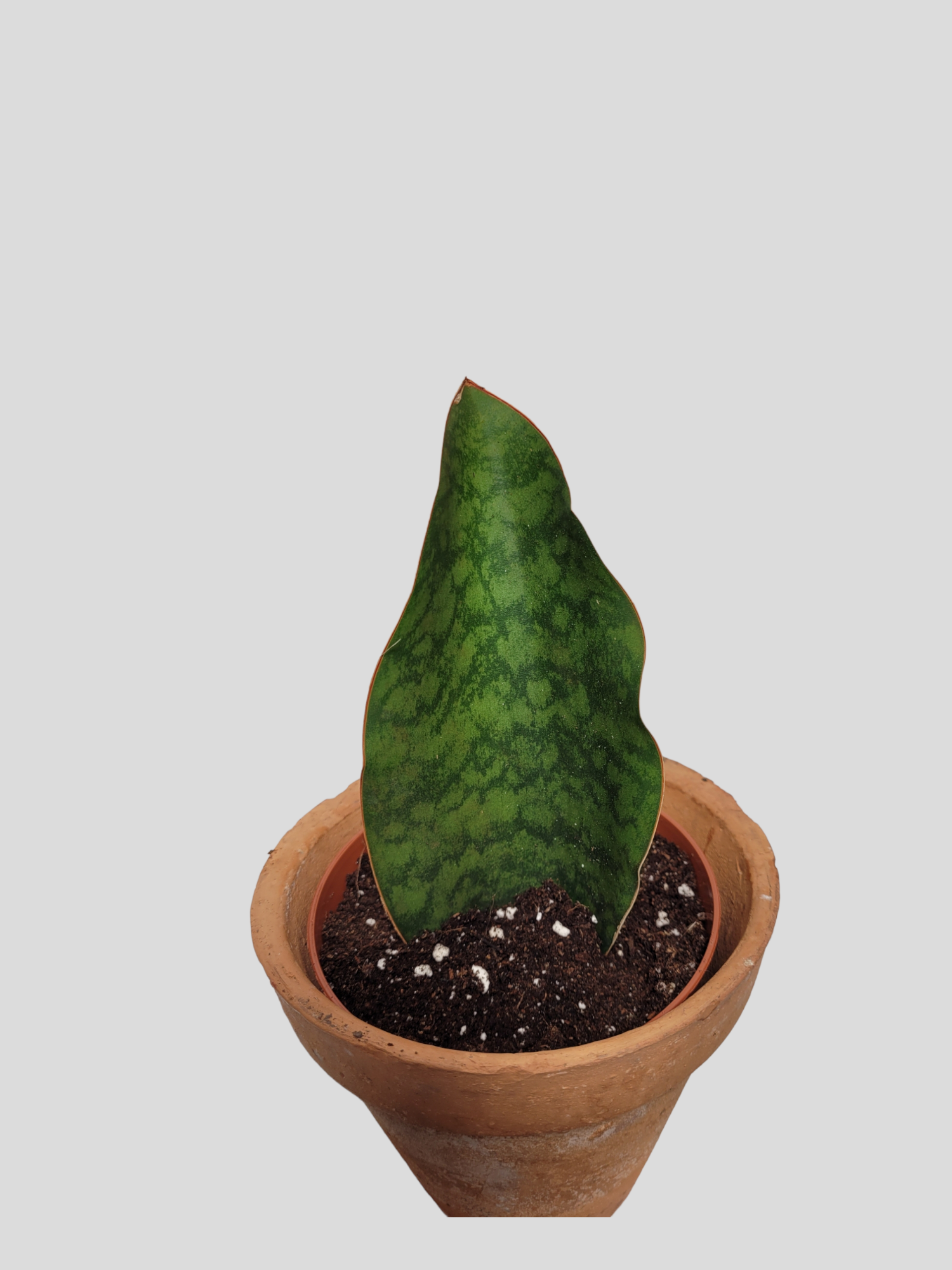 ​​​​Sansevieria masoniana