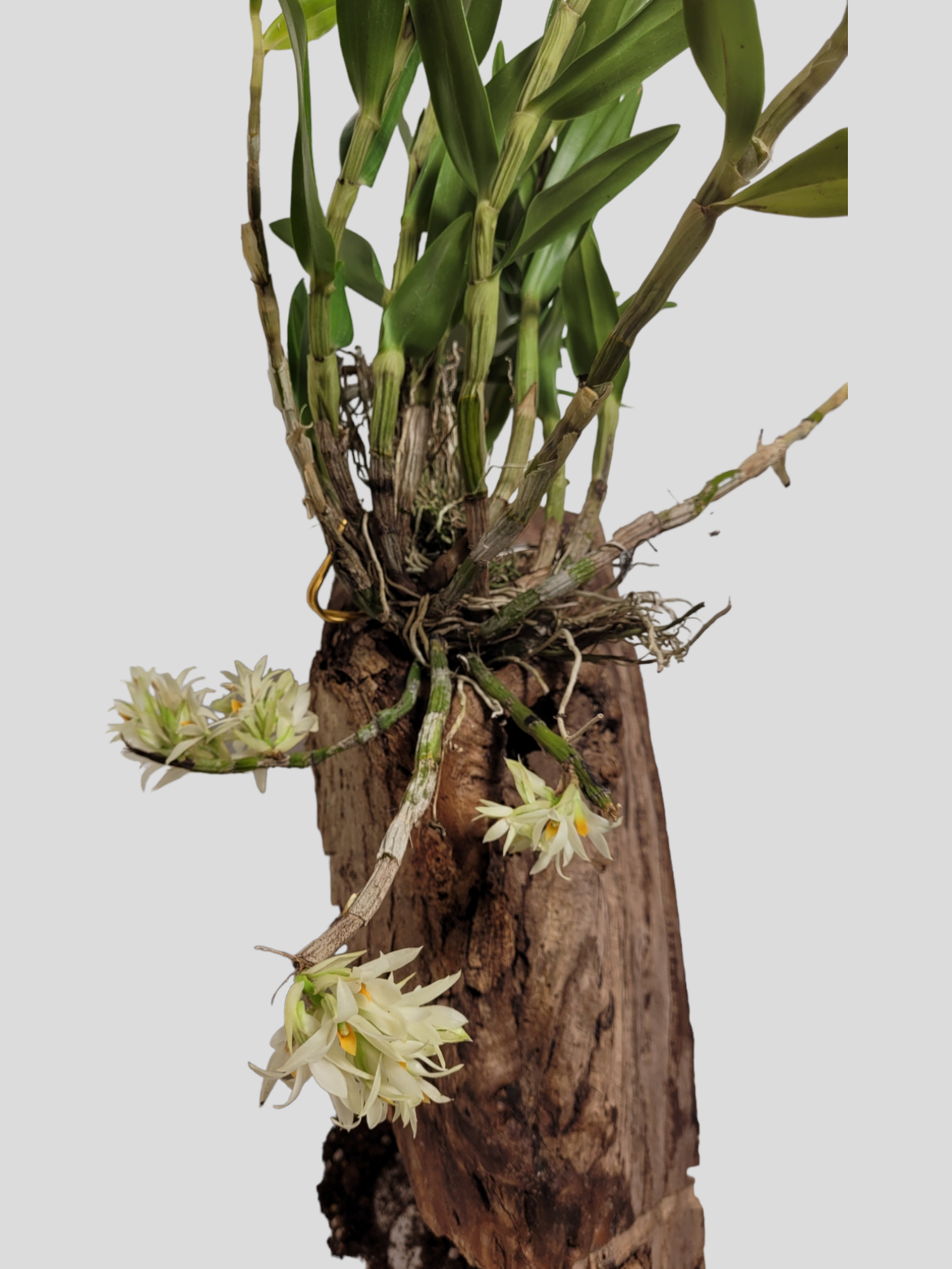 Dendrobium Bracteosum var alba