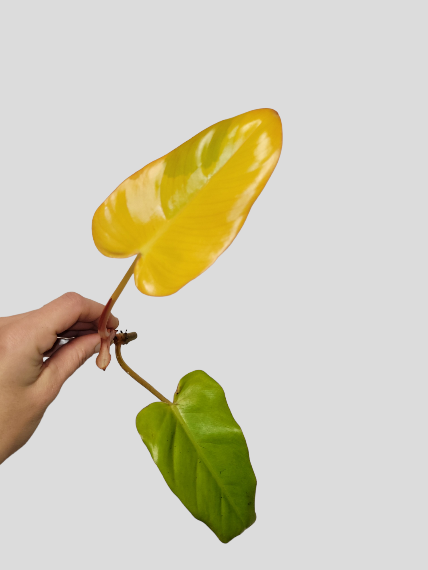 Philodendron Domesticum gold