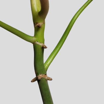 Philodendron Paraiso verde