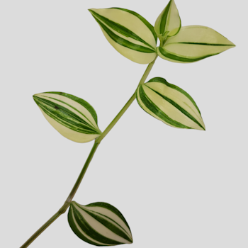 Tradescantia flumenensis variegata