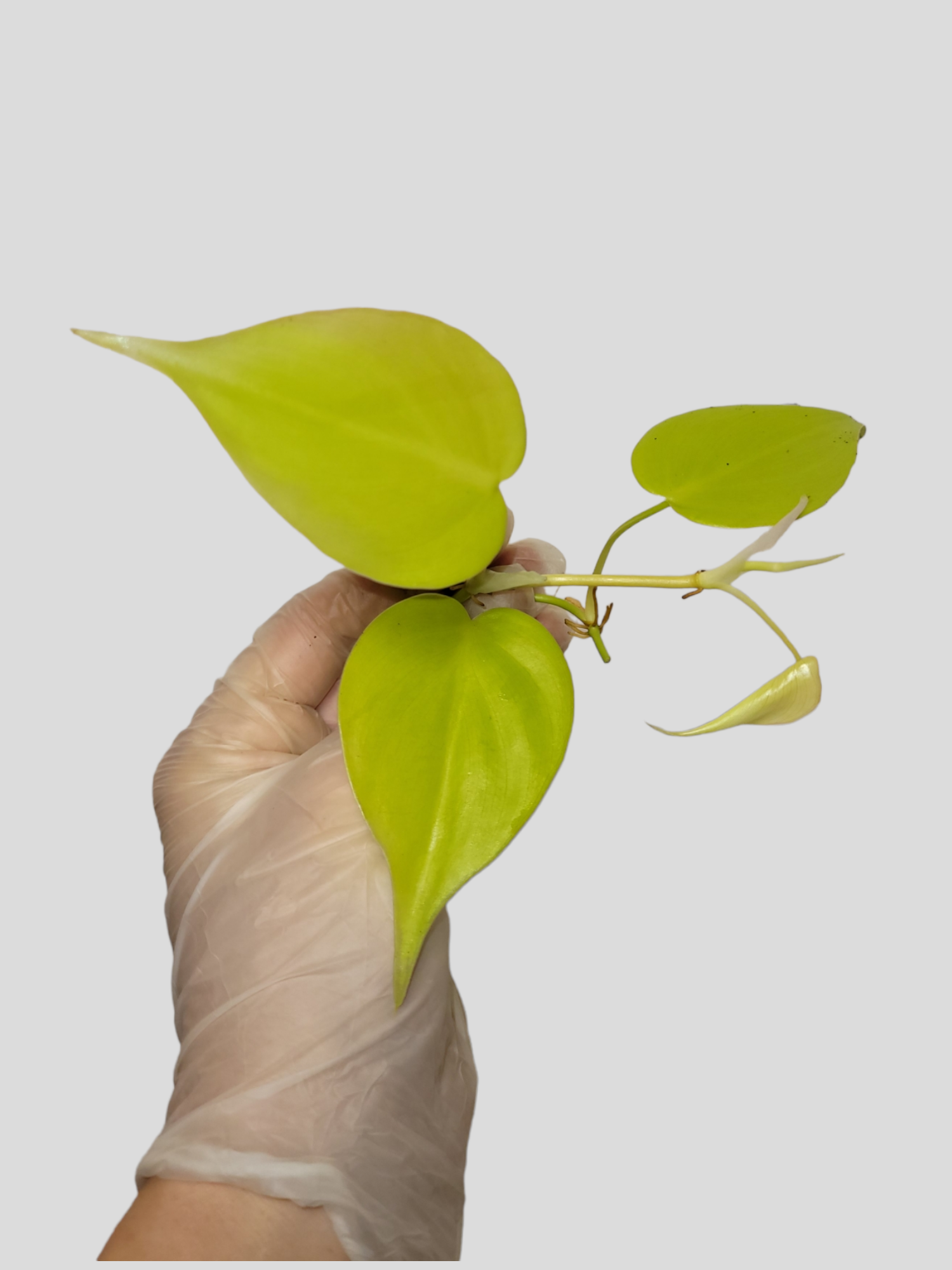 3x Philodendron hederacum