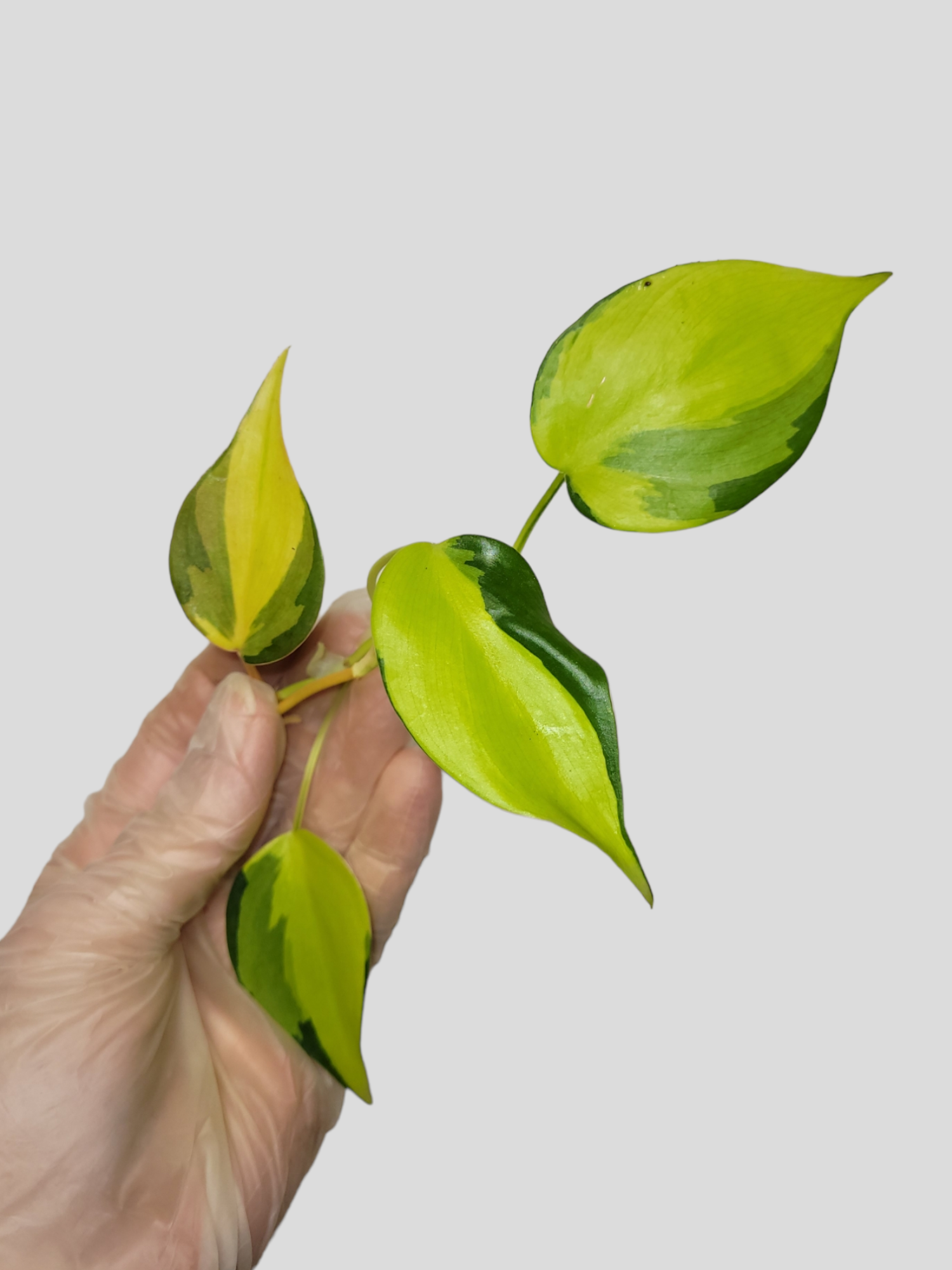 3x Philodendron hederacum