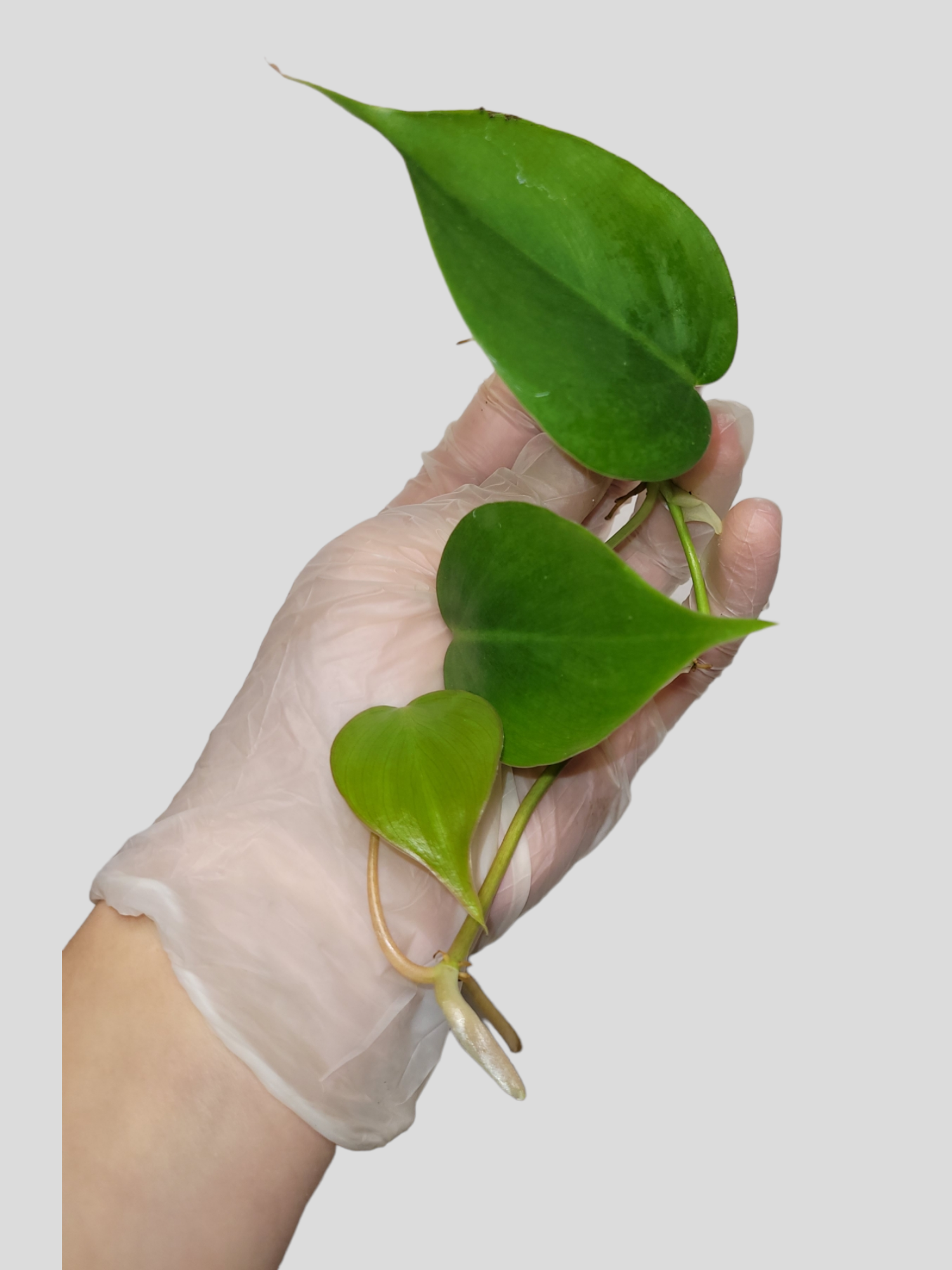 3x Philodendron hederacum