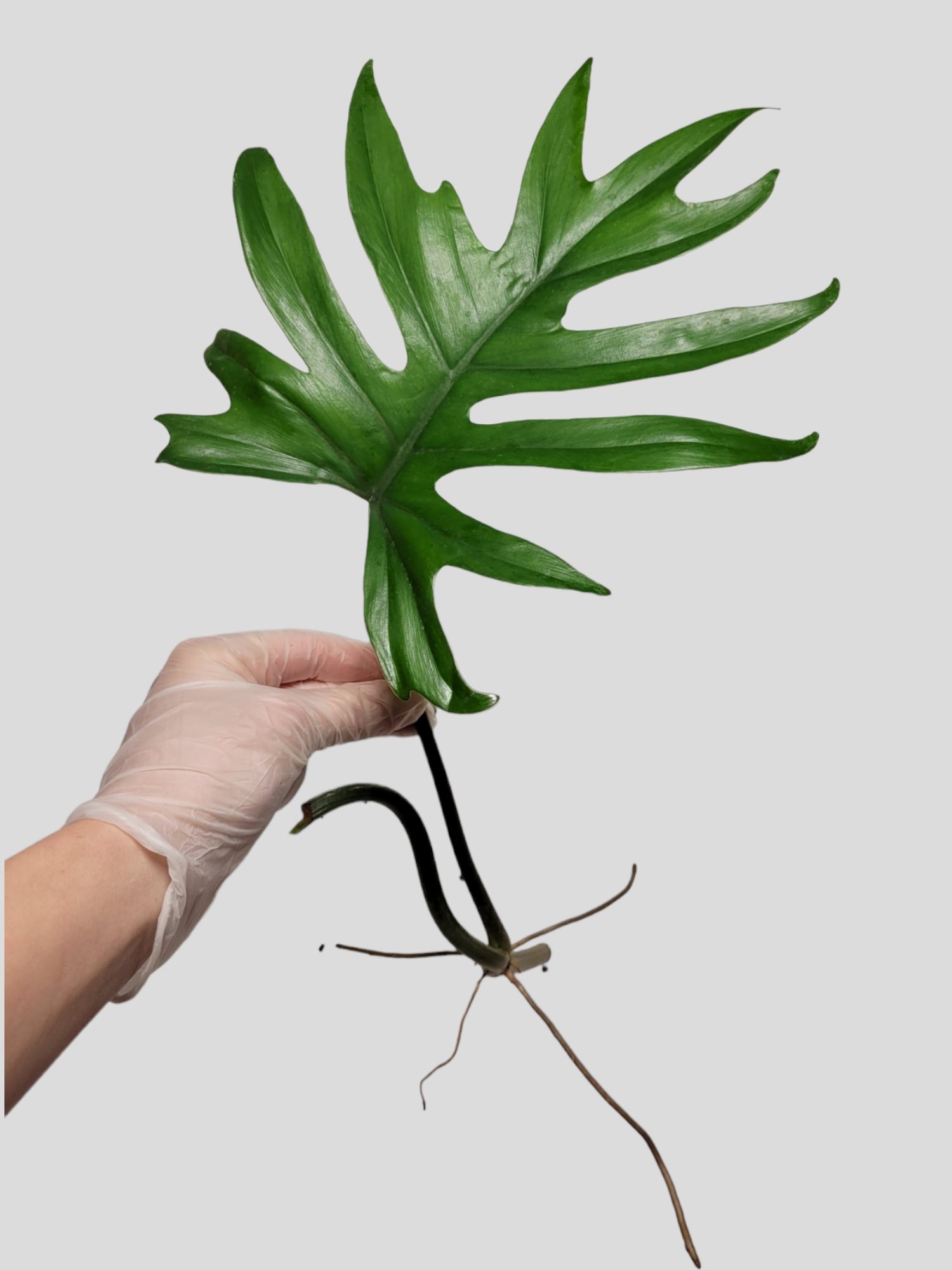 Philodendron Mayoi