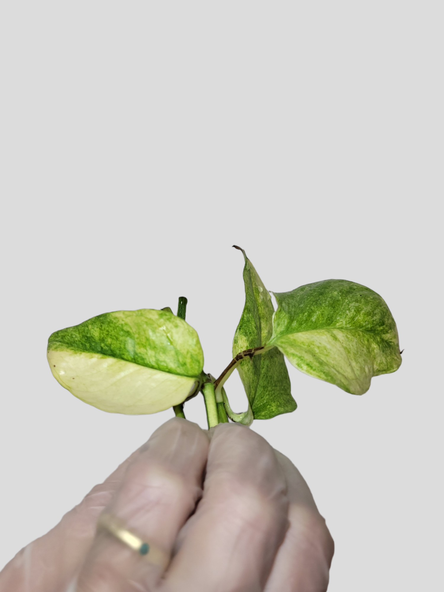 Epipremnum pinnatum tricolor (ghost)