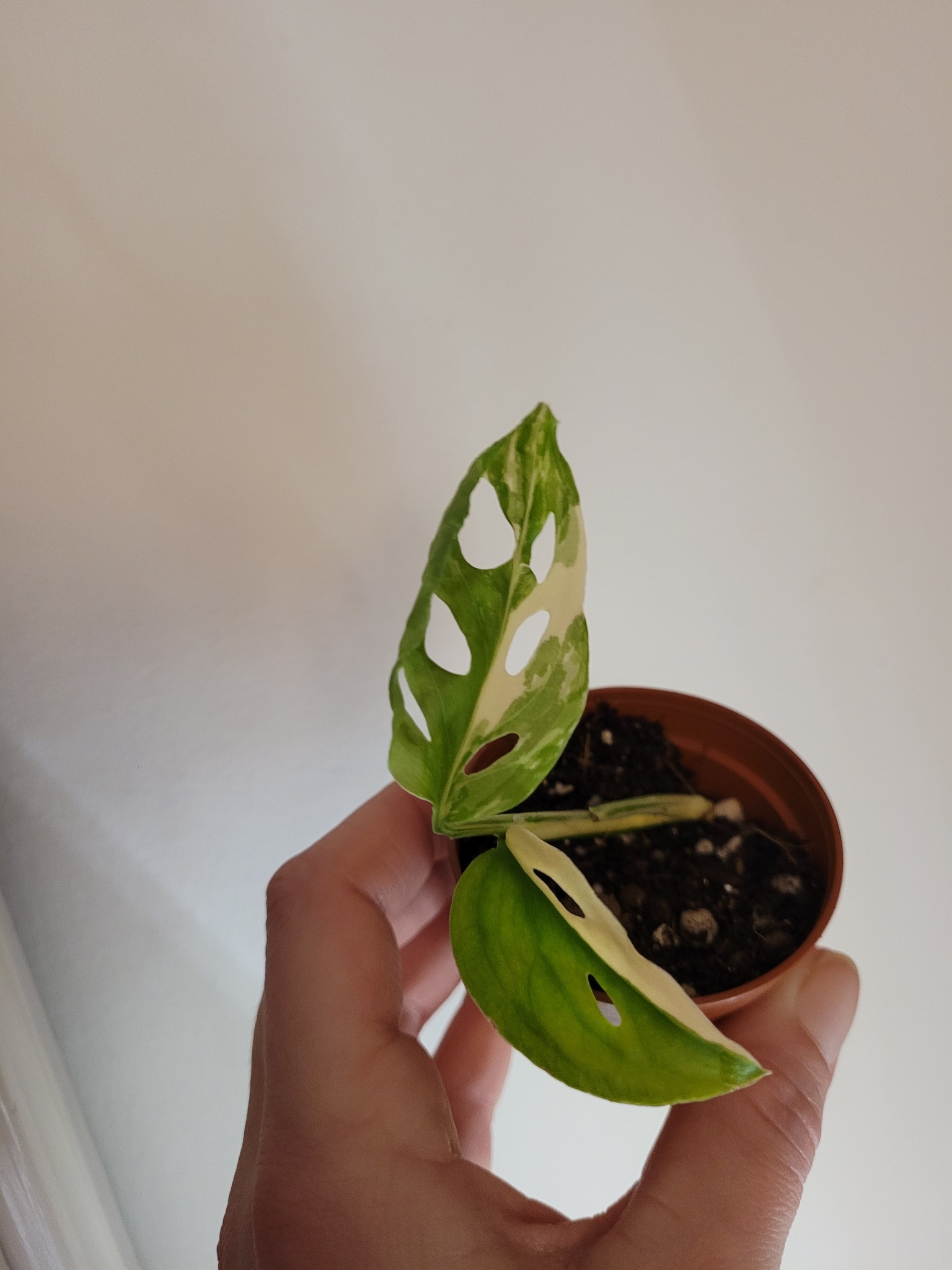Monstera adansonii ssp laniata variegata topp