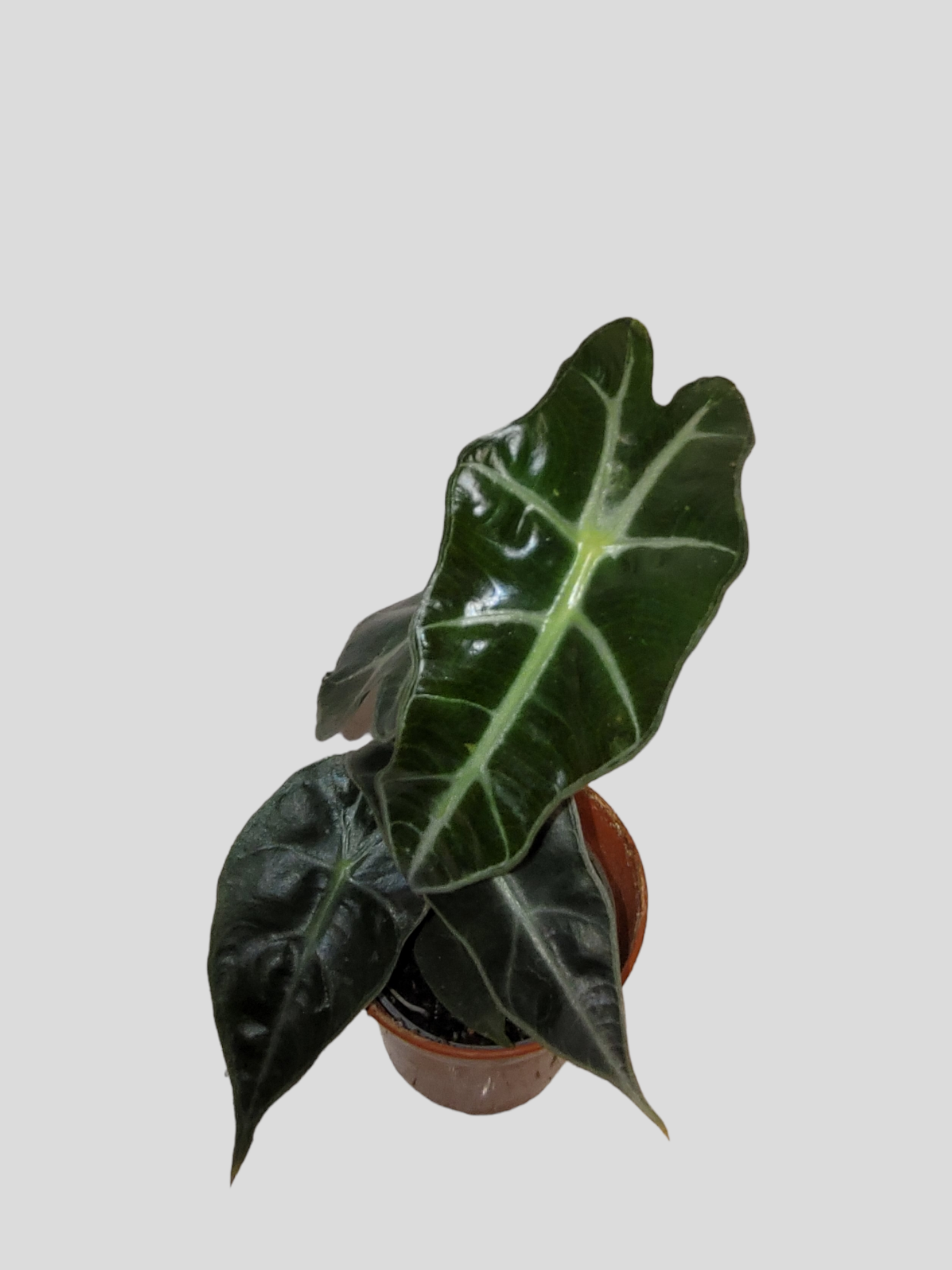 Alocasia Curly bambino