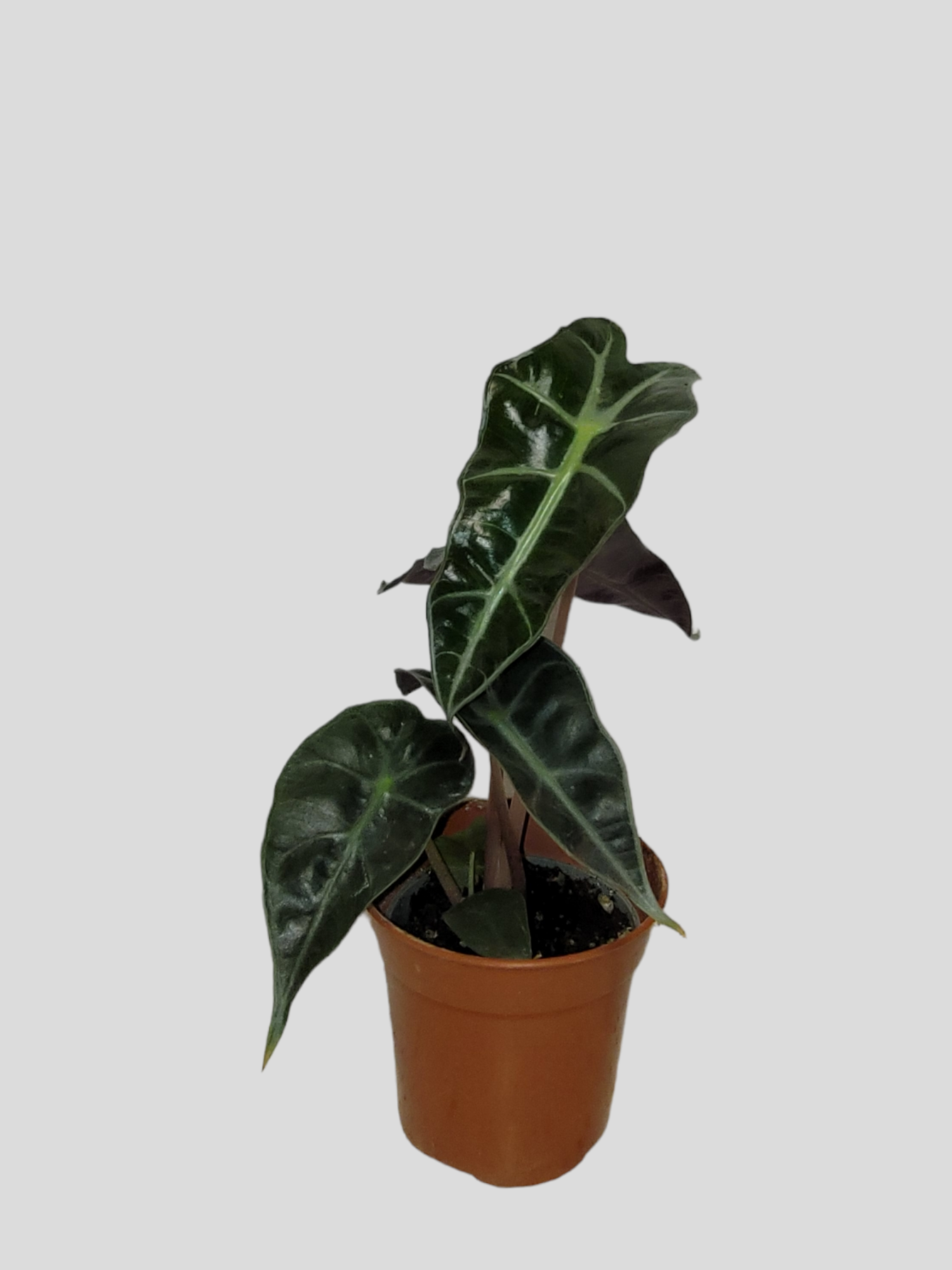 Alocasia Curly bambino