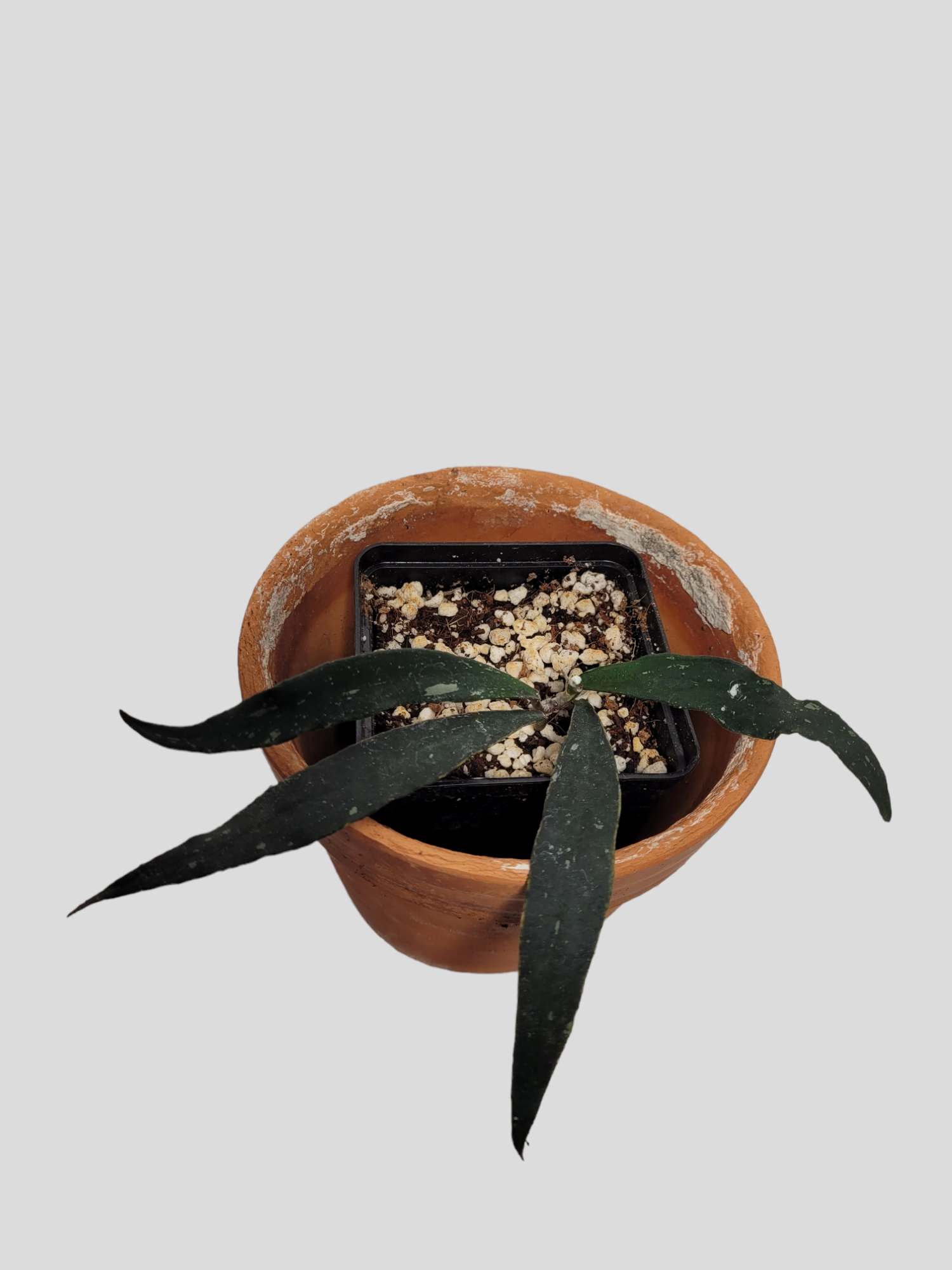 Hoya mirabilis