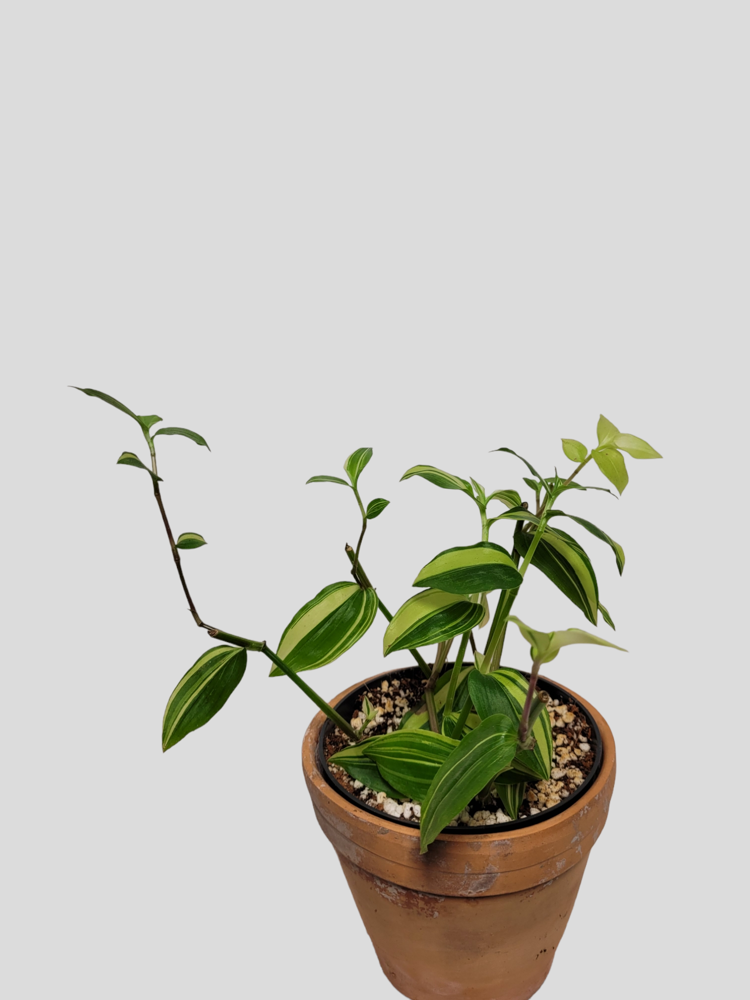 Tradescantia Flumenensis variegata