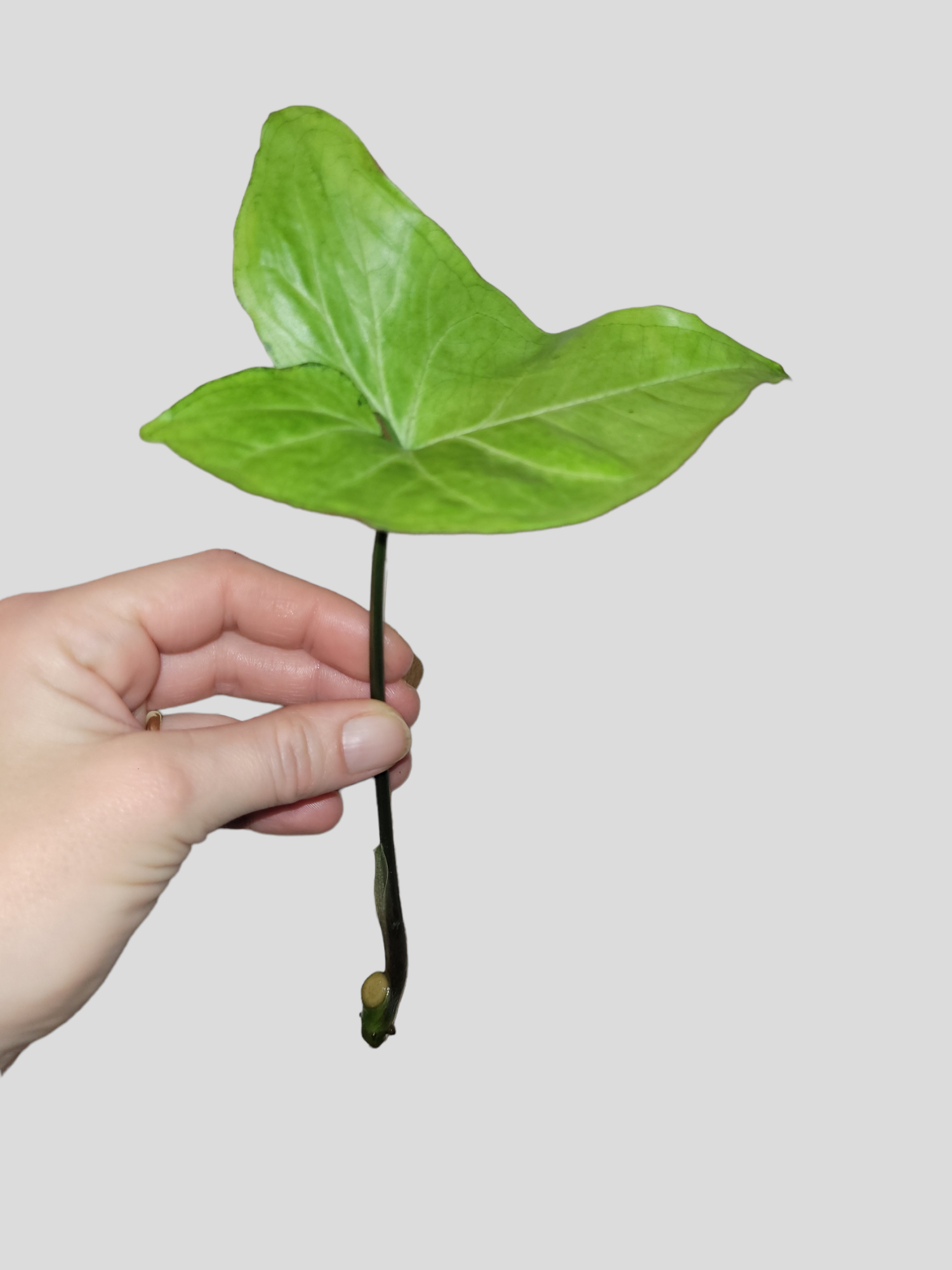 Syngonium Green beauty