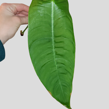Philodendron sp (Sharonae x)