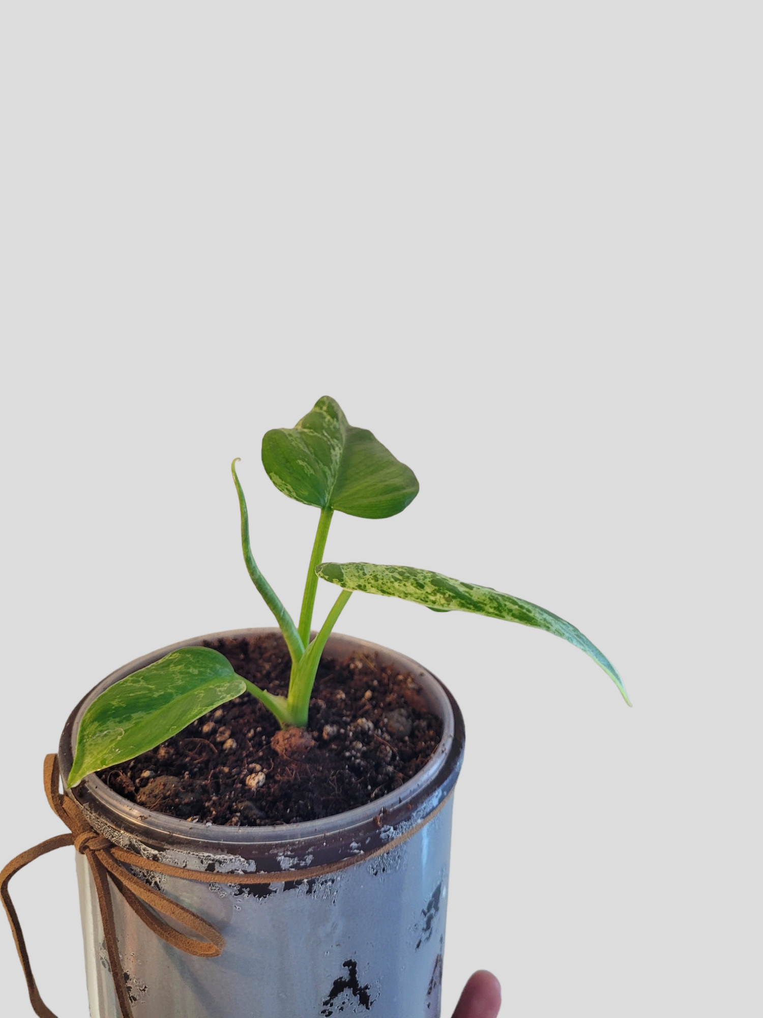 Philodendron Alatisulcatum variegata