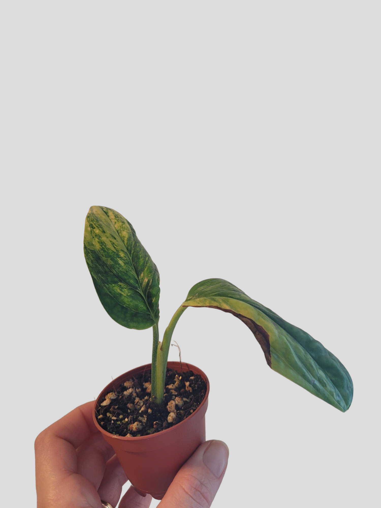 Monstera karstenianum variegata