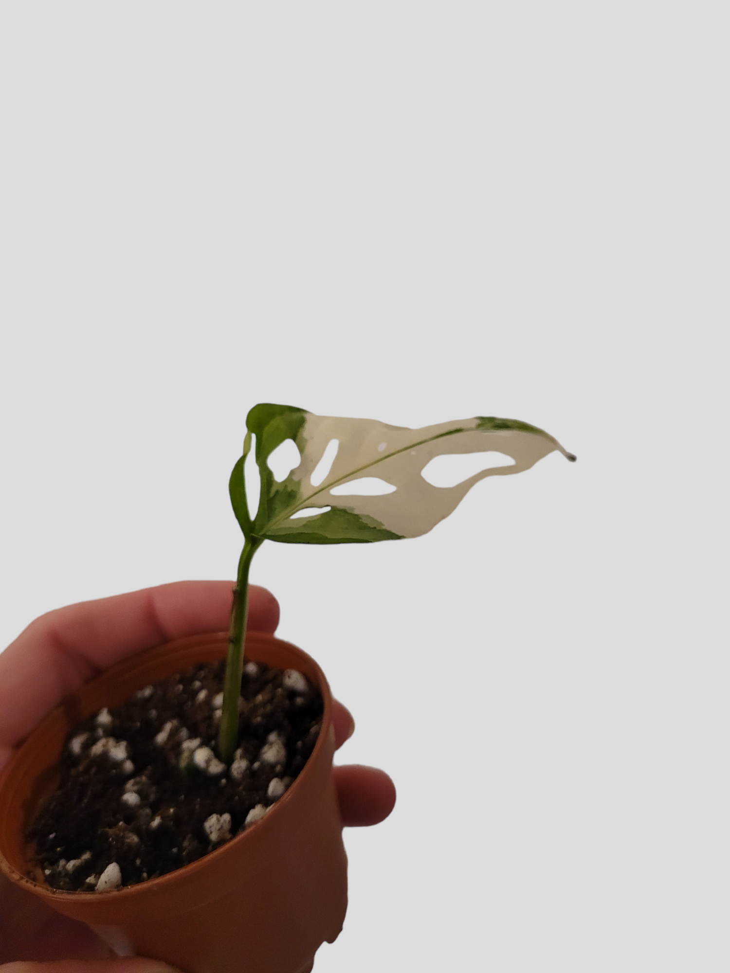Monstera adansonii ssp laniata variegata