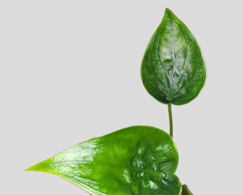 Alocasia cucullata albo variegata