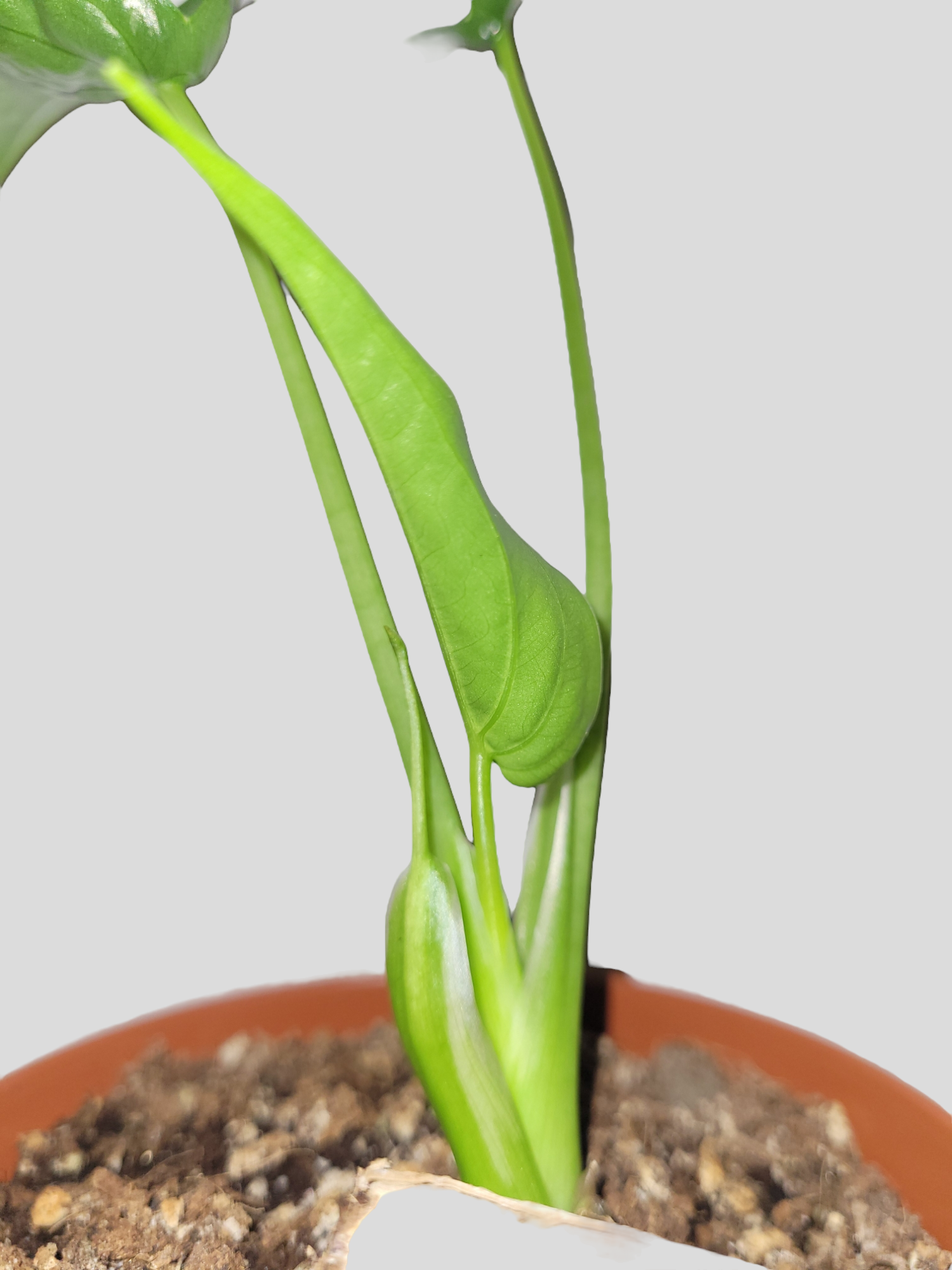 Alocasia cucullata albo variegata