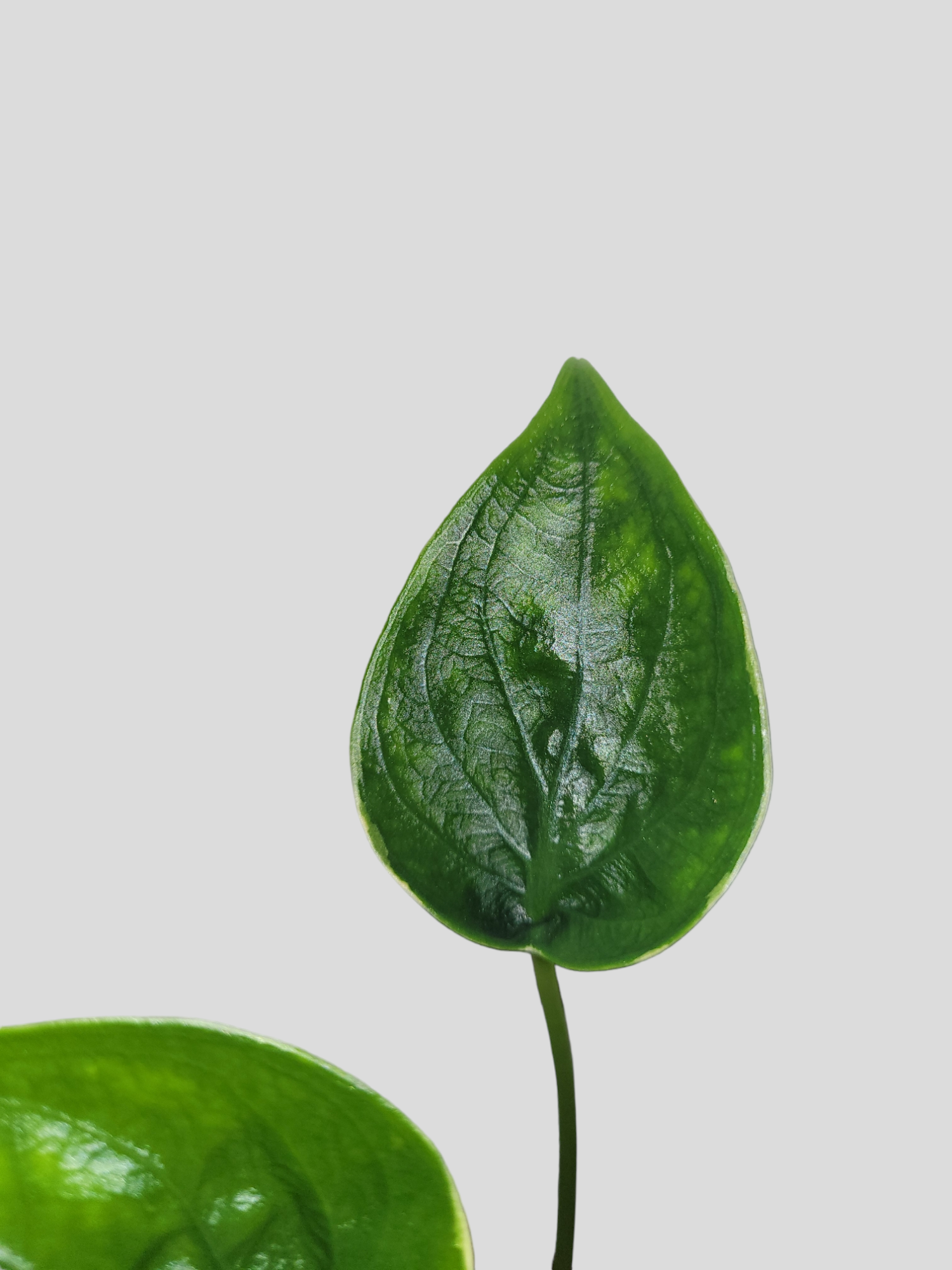 Alocasia cucullata albo variegata