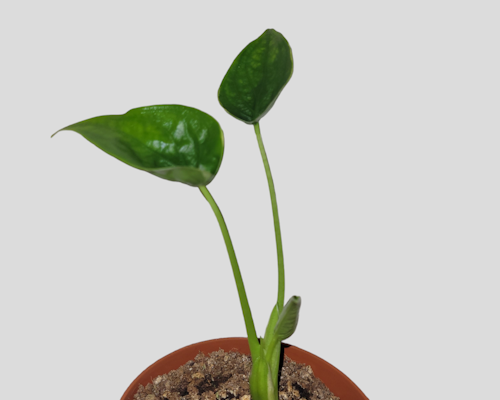 Alocasia cucullata albo variegata