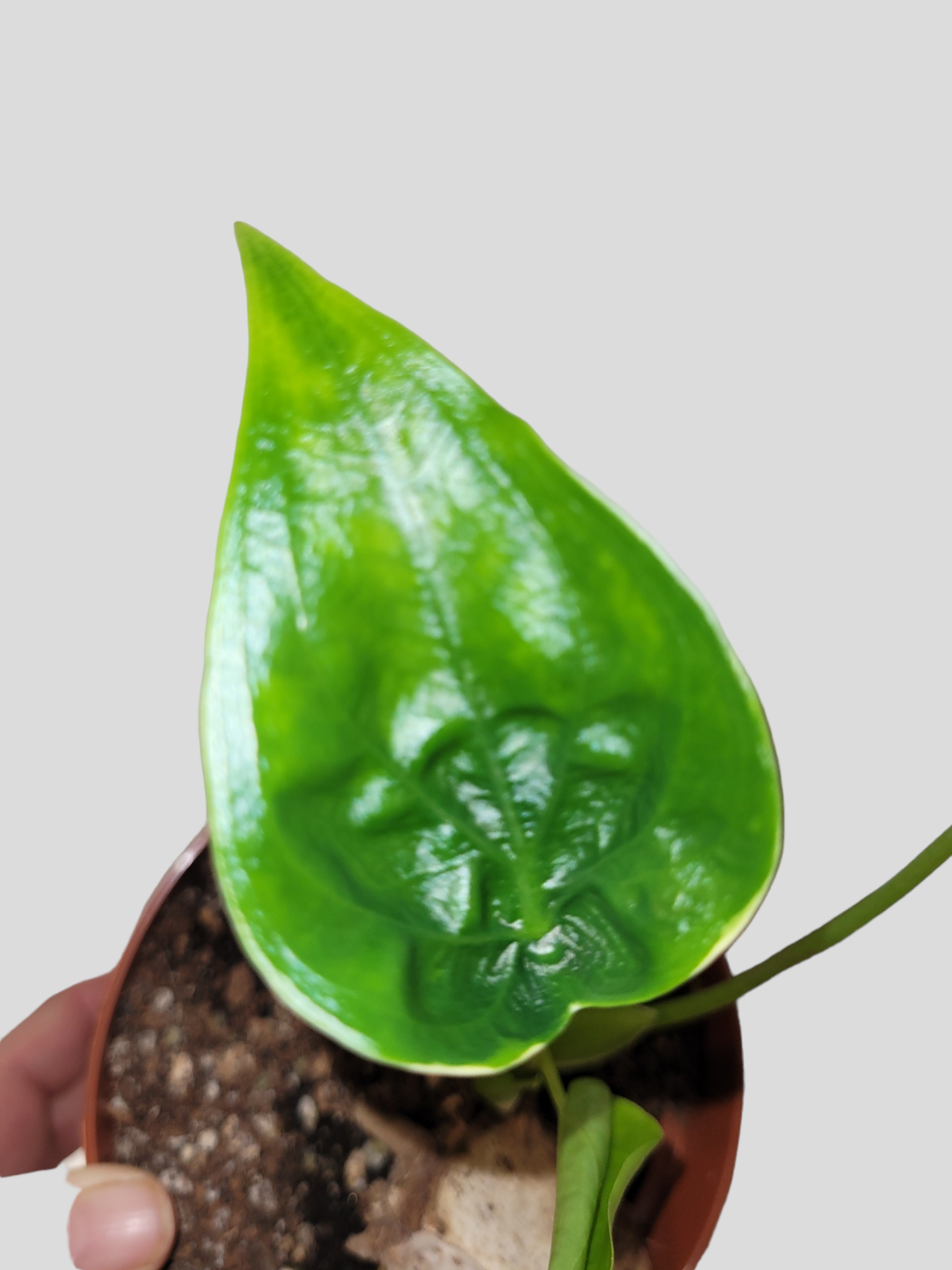 Alocasia cucullata albo variegata