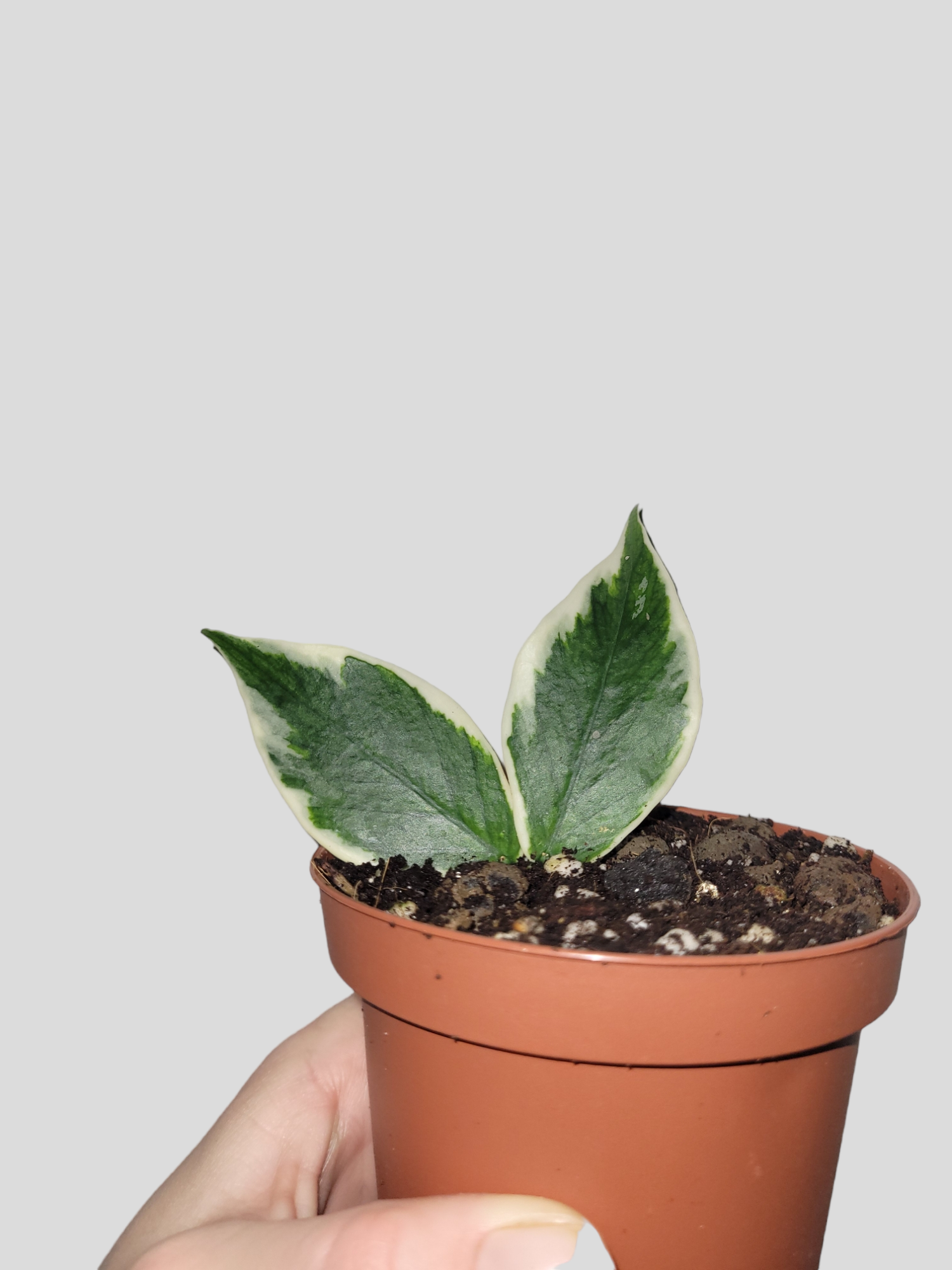 Hoya polyneura albo marginata