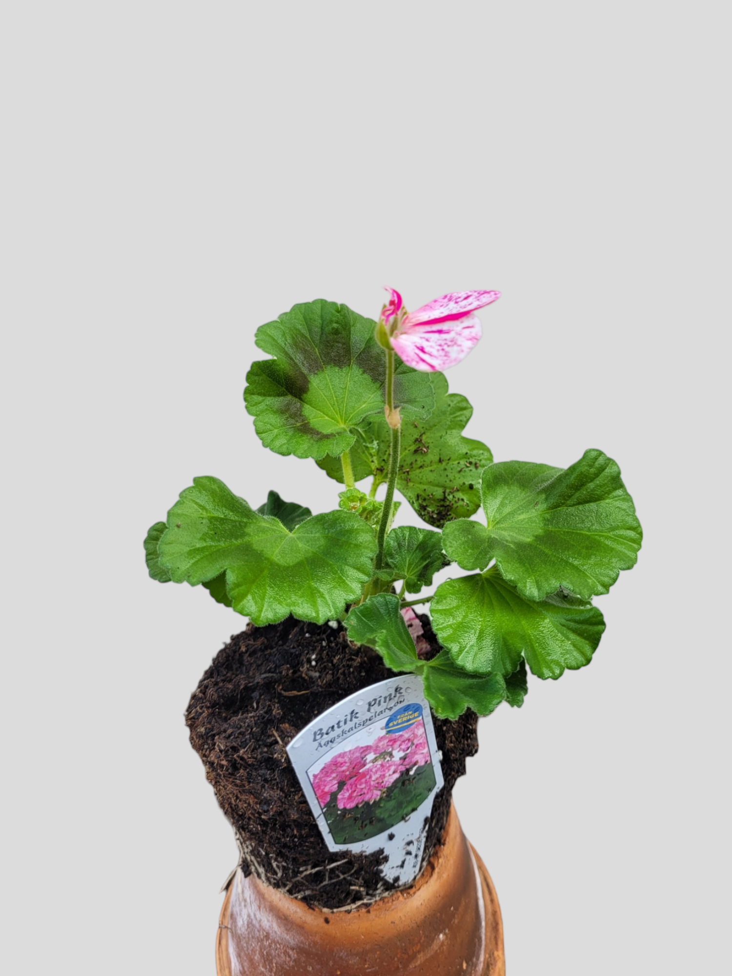 Pelargon/ Geranium 'Batik pink' *News 2023*