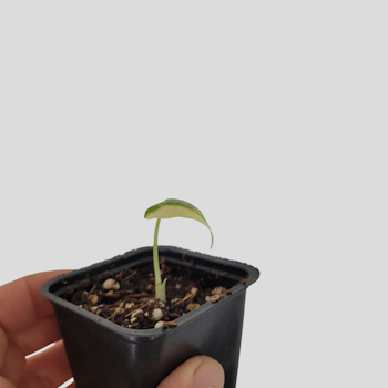 Alocasia Gageana albo variegata