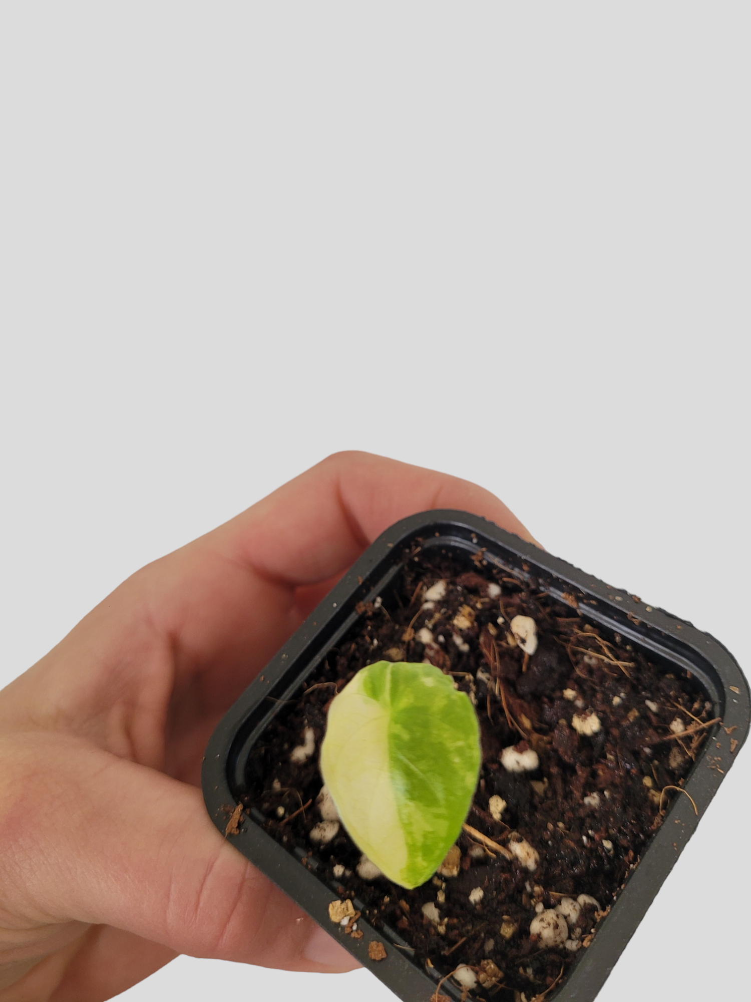 Alocasia Gageana albo variegata