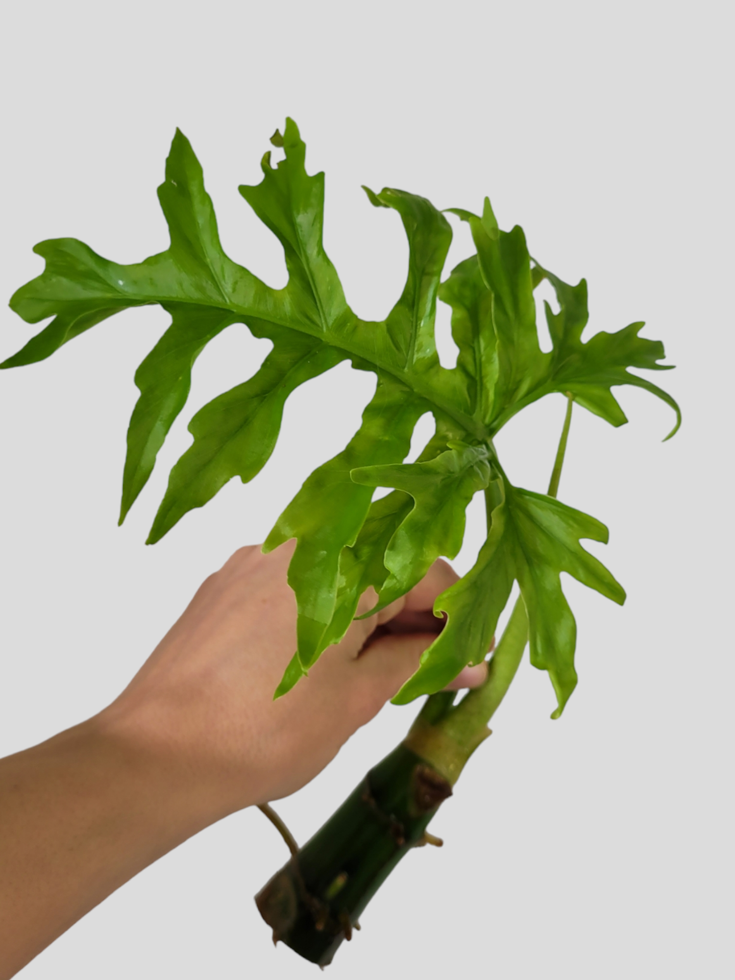 Philodendron Warszewiczii