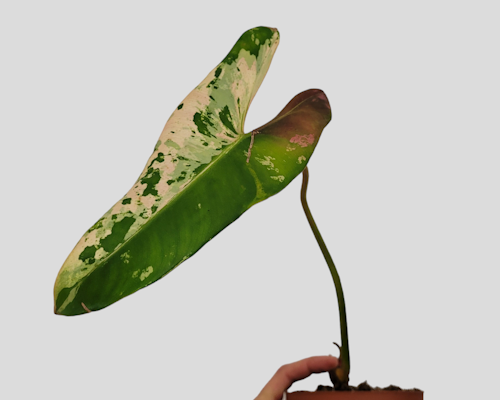 Philodendron Ilsemanii