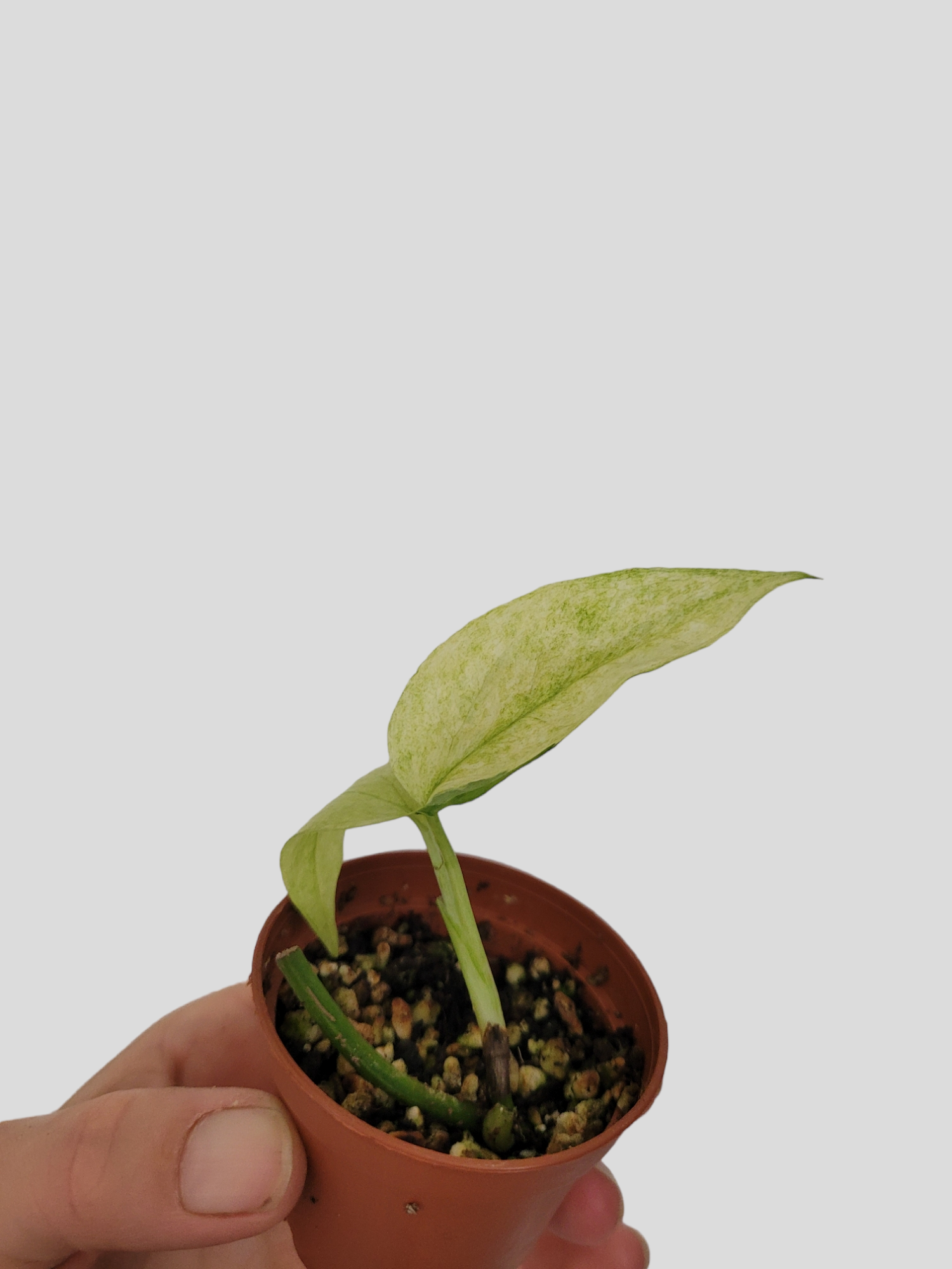 Epipremnum pinnatum tricolor (ghost)