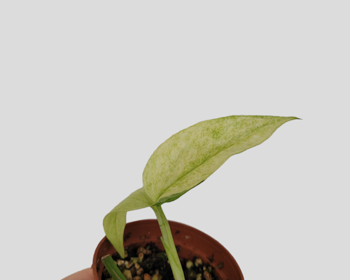 Epipremnum pinnatum tricolor (ghost)