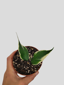 Hoya polyneura albomarginata