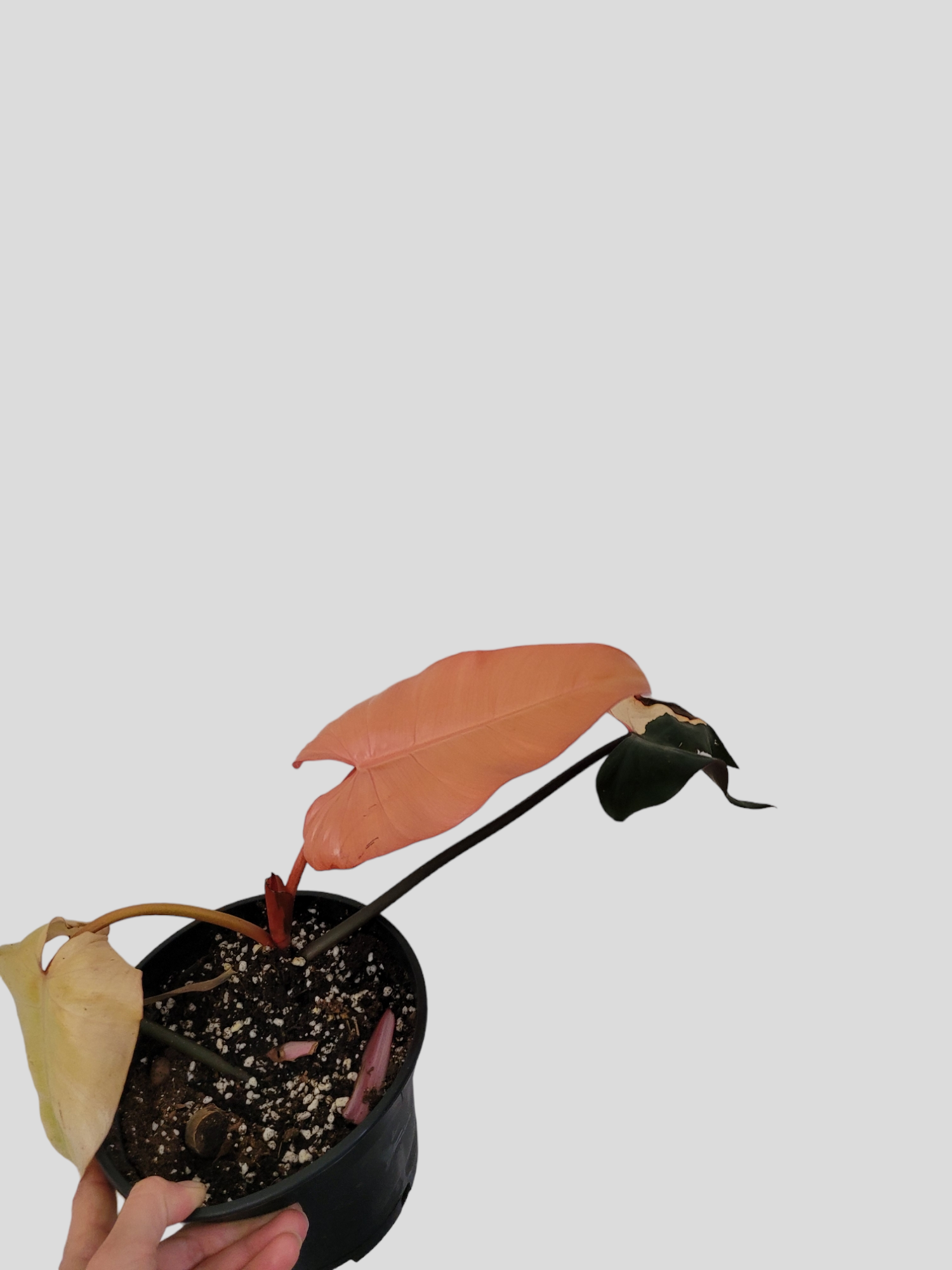 Philodendron majesty variegata