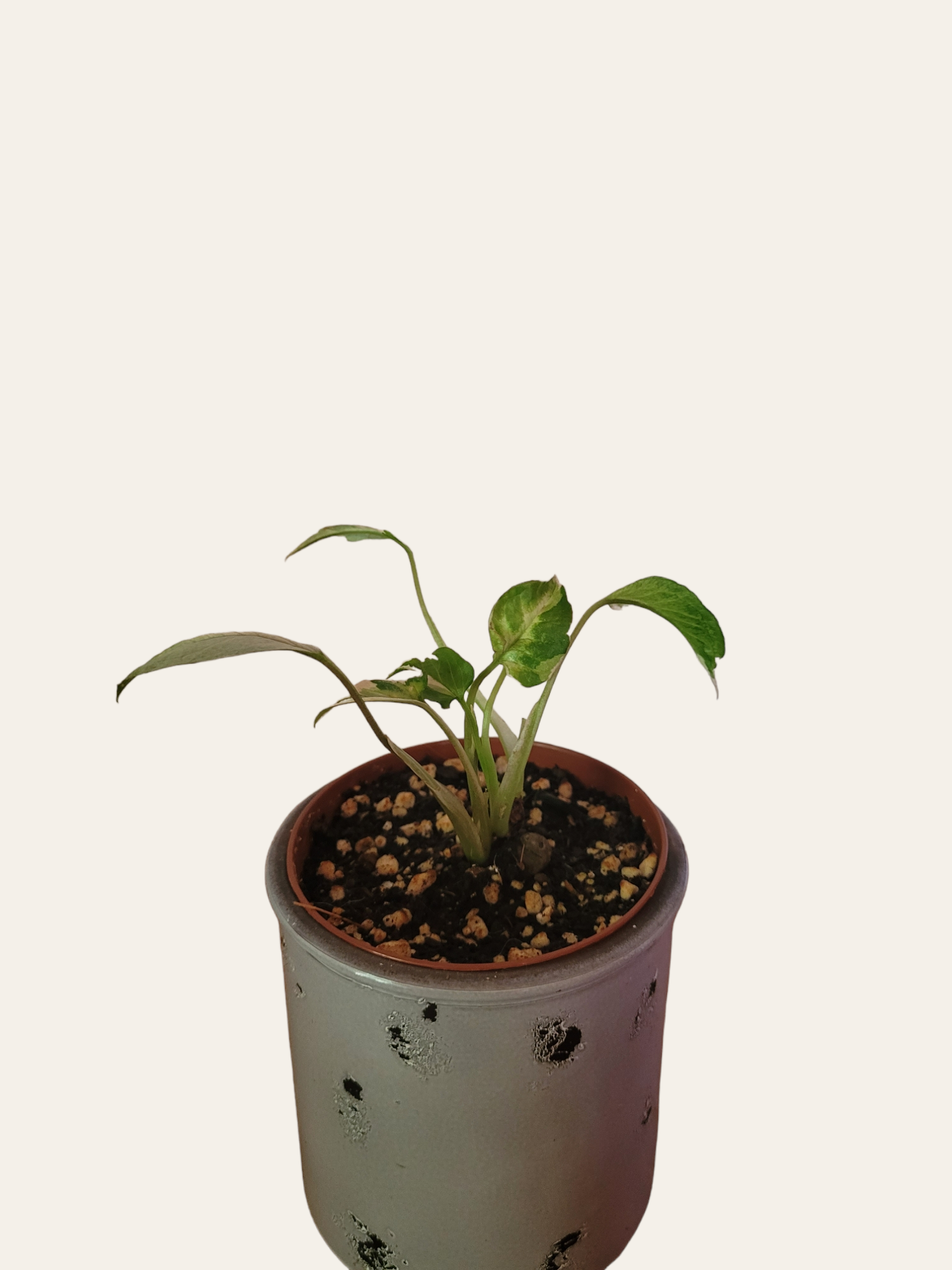 Syngonium Ngern laima variegata
