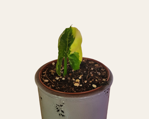 Syngonium orm thong variegata