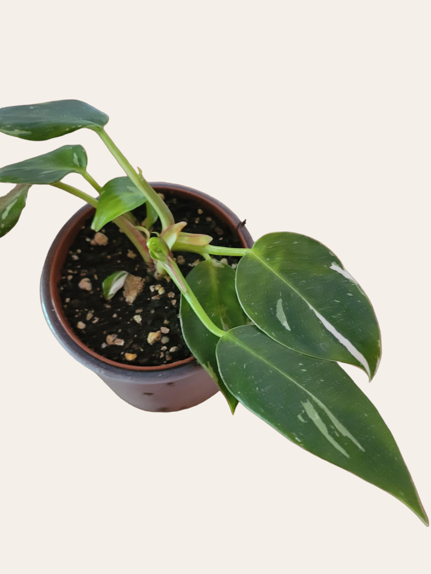 Philodendron white princess