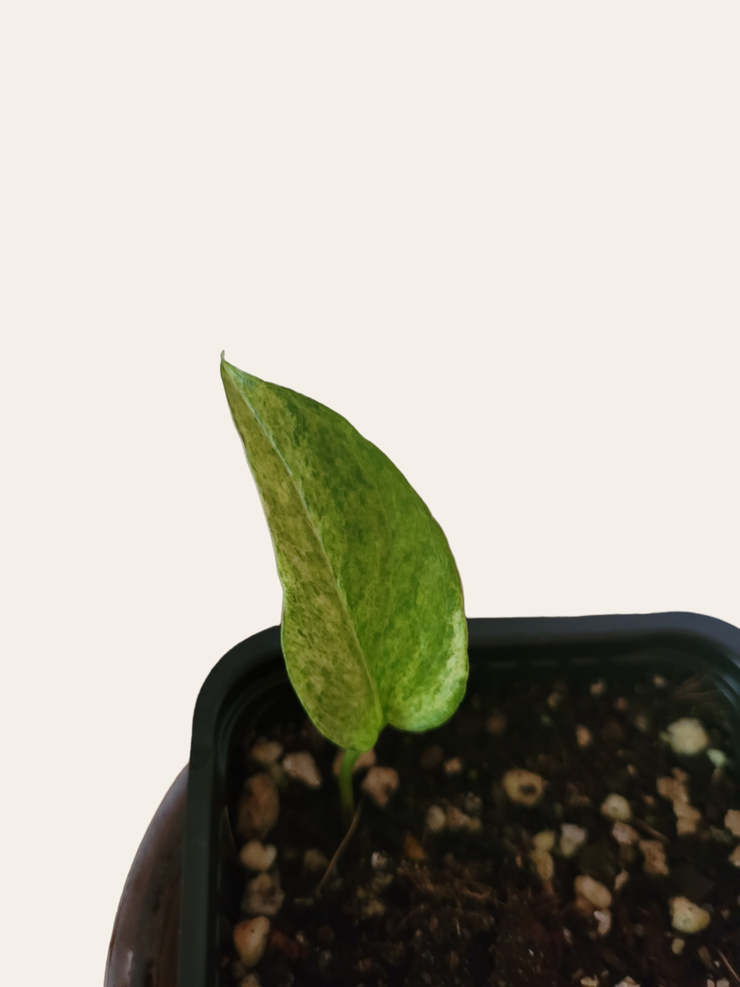 Epipremnum pinnatum mint