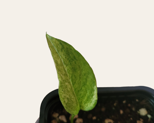 Epipremnum pinnatum mint