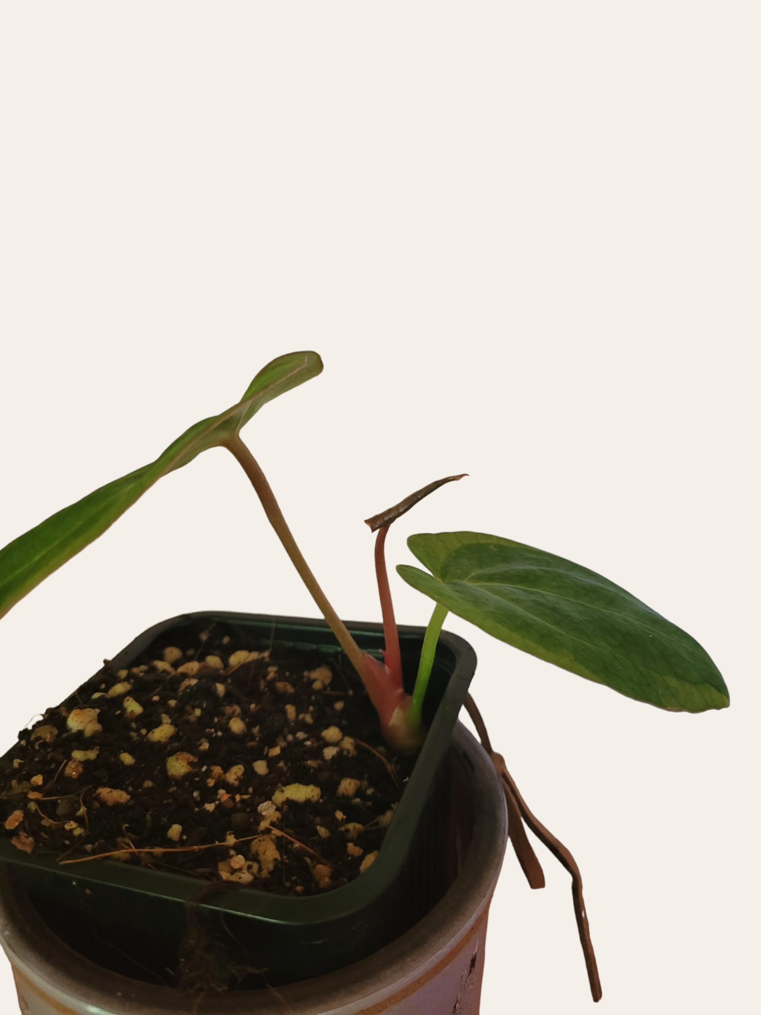 Anthurium variegated hybrid x papilliminum 'marie'