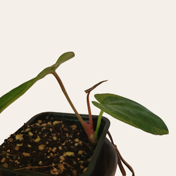 Anthurium variegated hybrid x papilliminum 'marie'