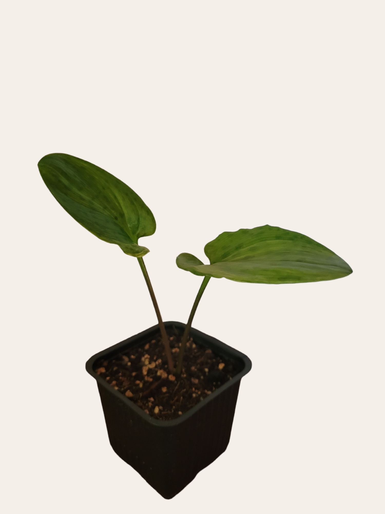 Ledebouria maculata variegata