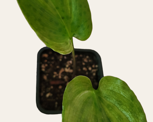 Ledebouria maculata variegata