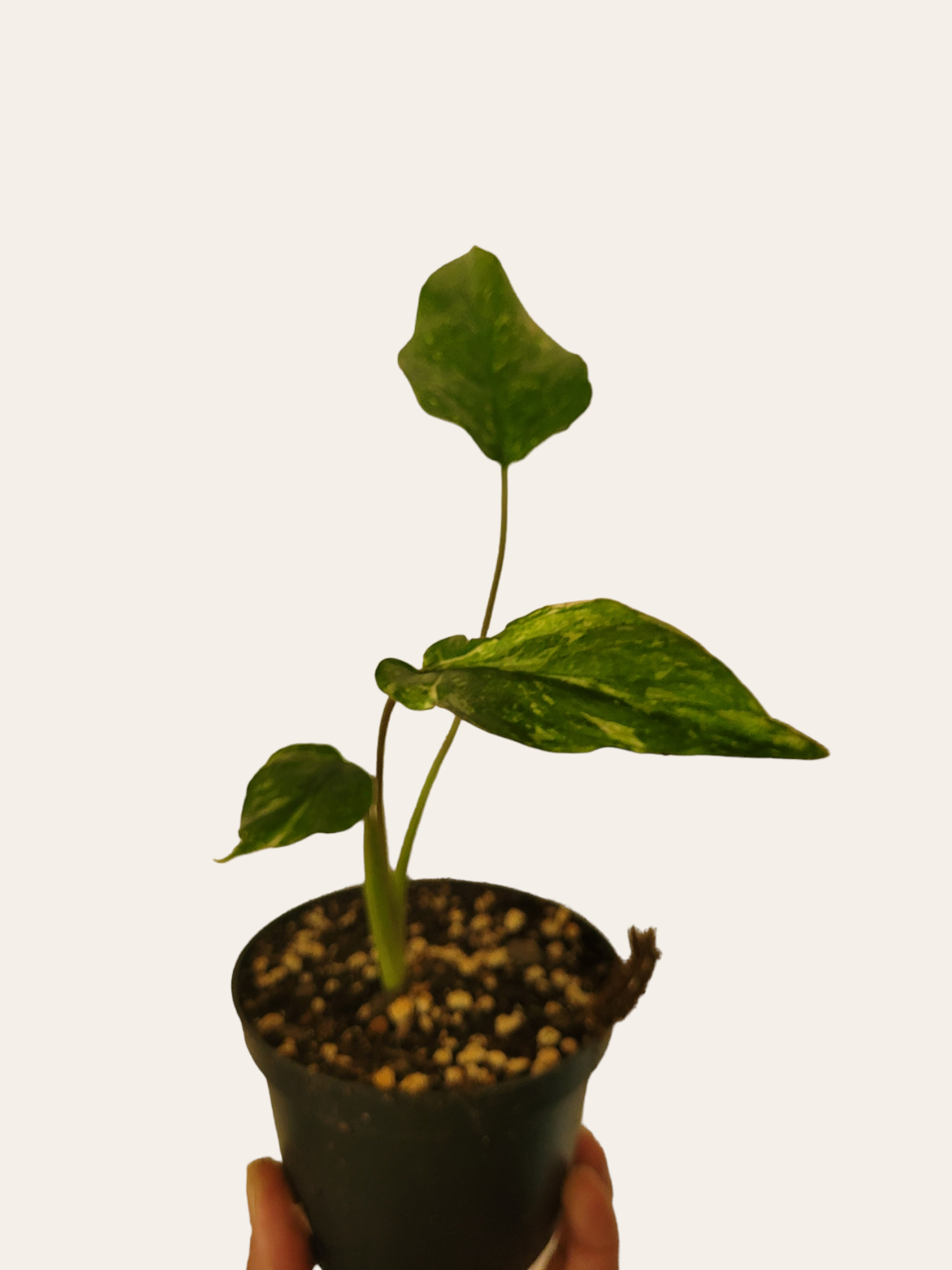 Homalonema rubescens variegata