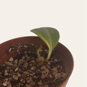 Hoya Kerrii variegata